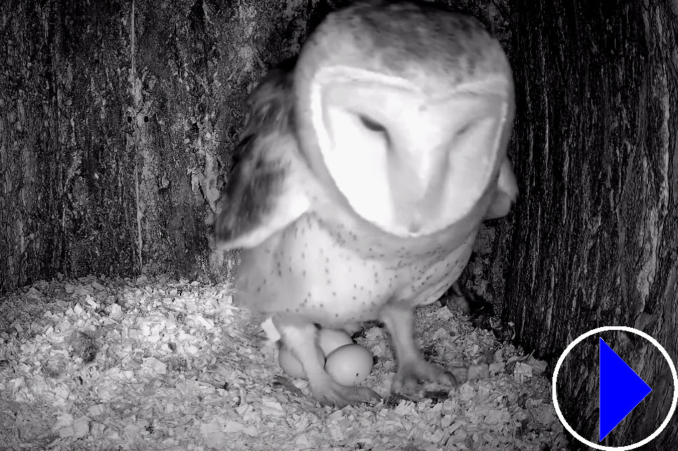 barn owl in a nest box in california