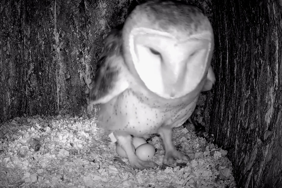 barn owl in a nest box