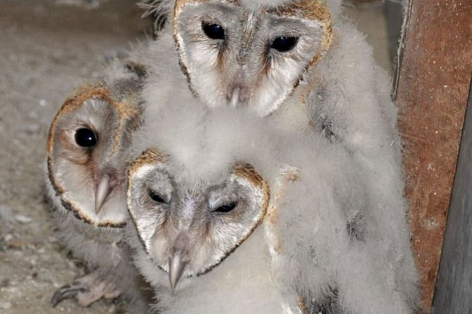 barn owl chicks