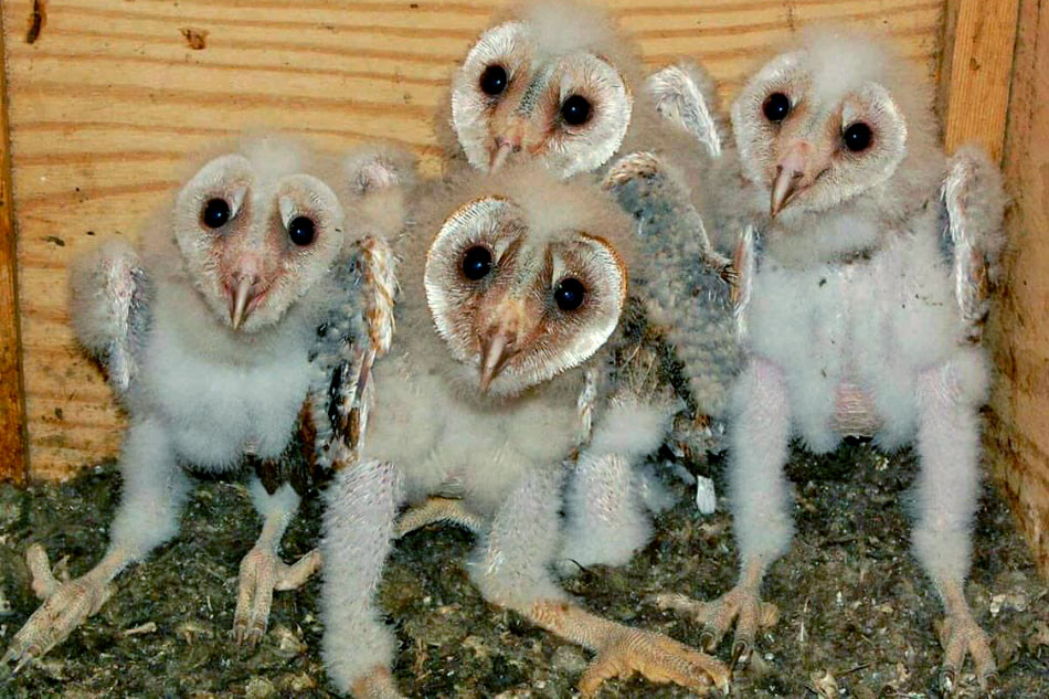 barn owl chicks