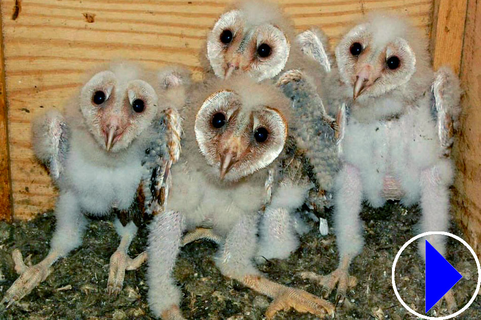 barn owl chicks in a nest box