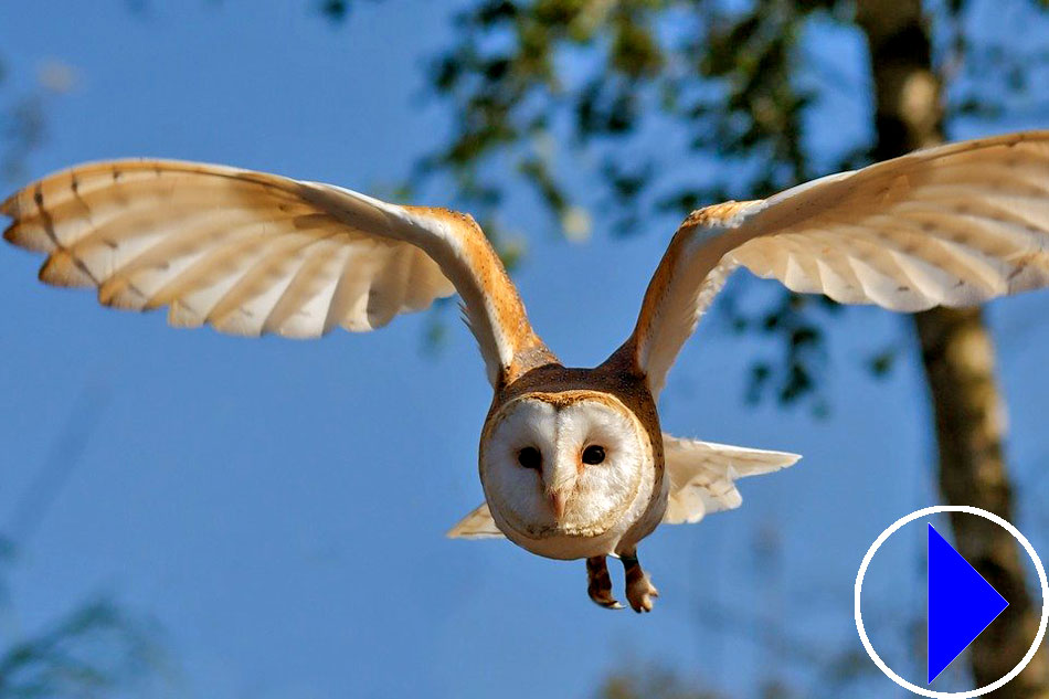 barn owl in flight