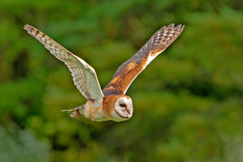 barn owl flying