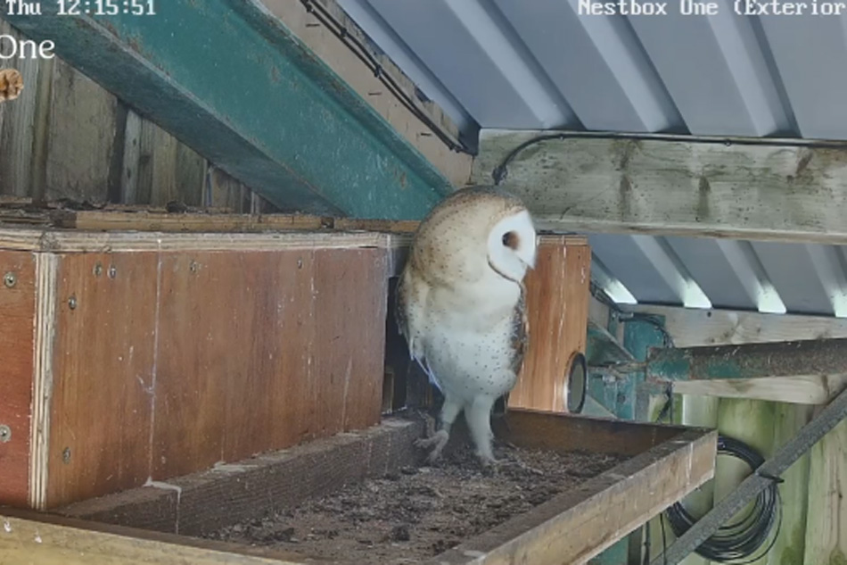 barn owl in cumbria england