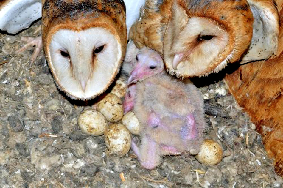 barn owls with eggs and chick