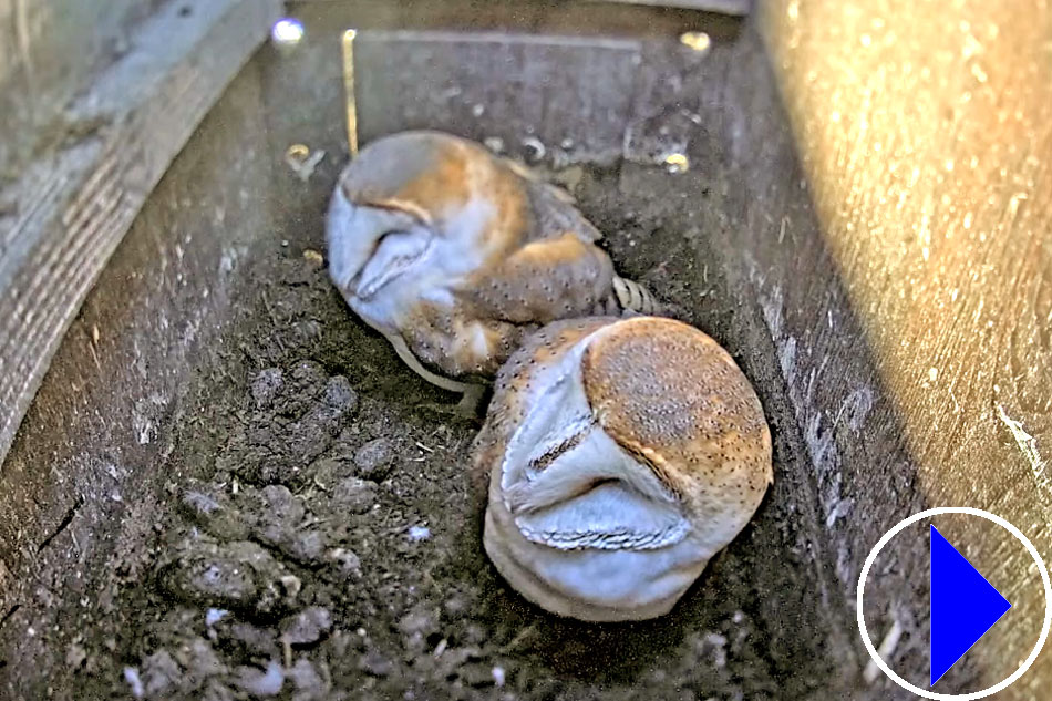 barn owls in somerset