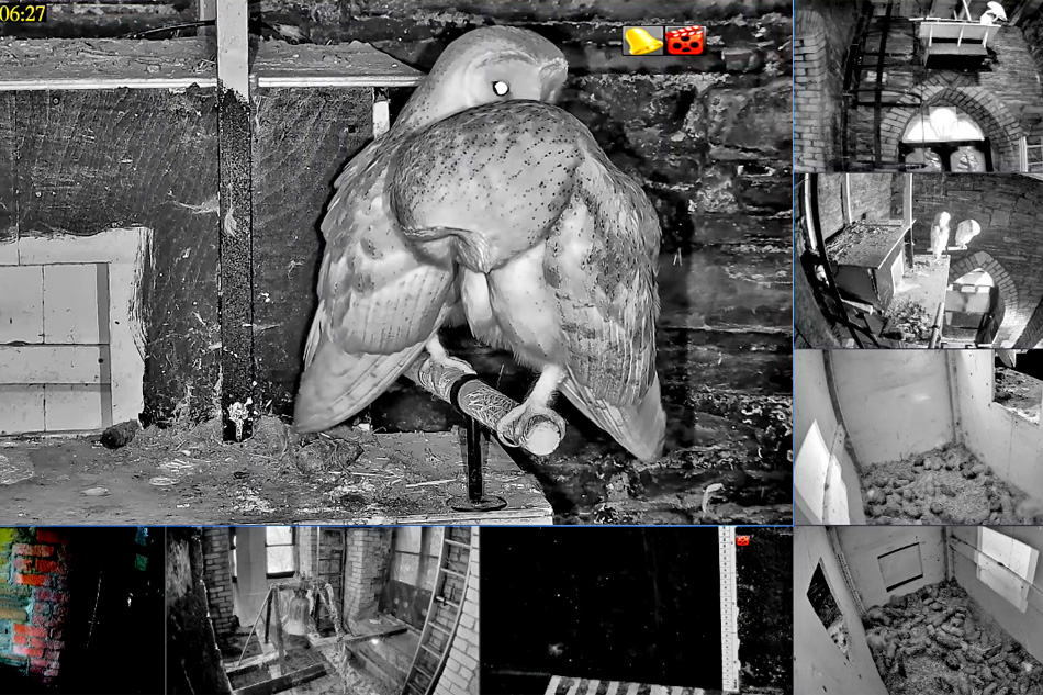 barn owls nesting in south wales