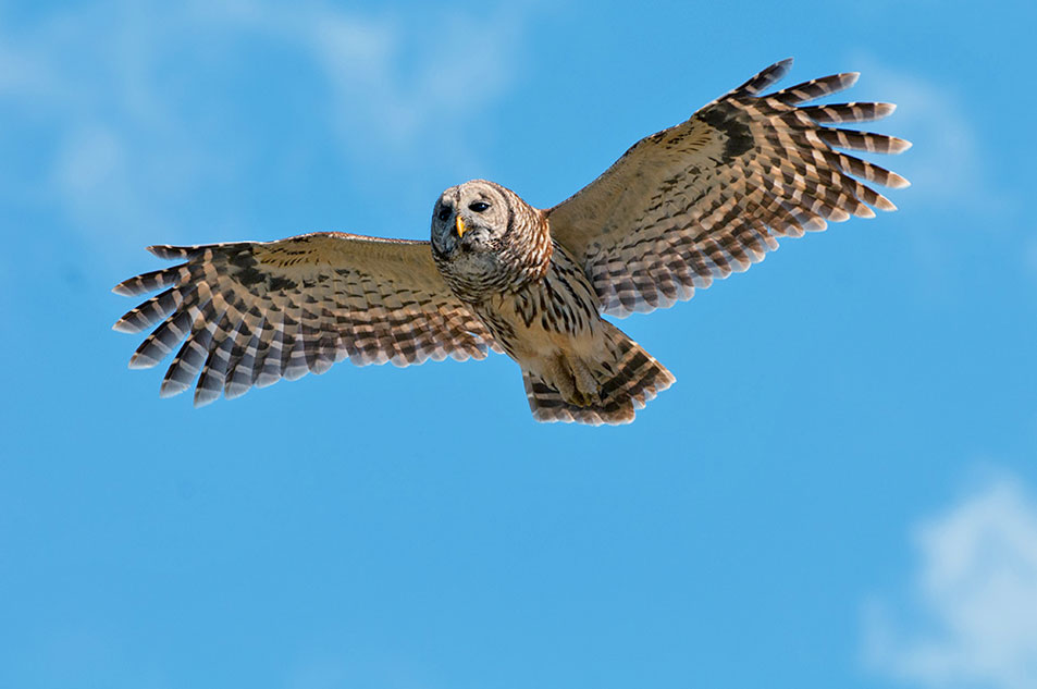 barred owl in flight
