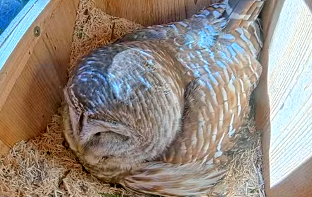 barred owl inside a nest box in milwaukee