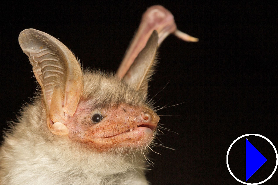 insect bat