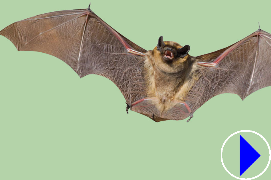bat in flight against a green background