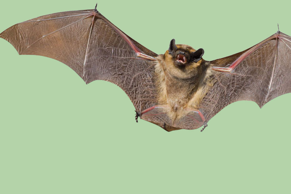 bat in flight