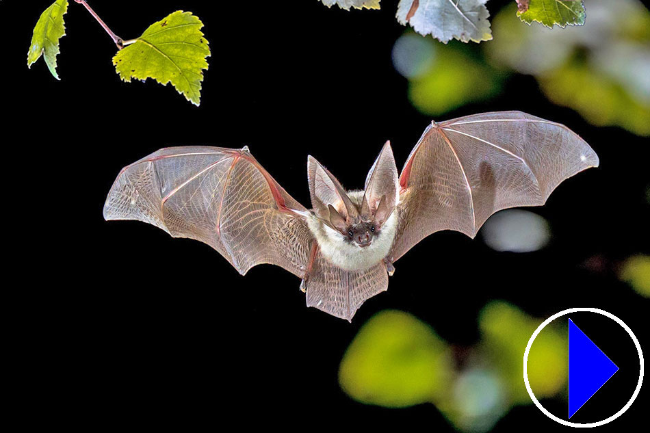 Flying Bat