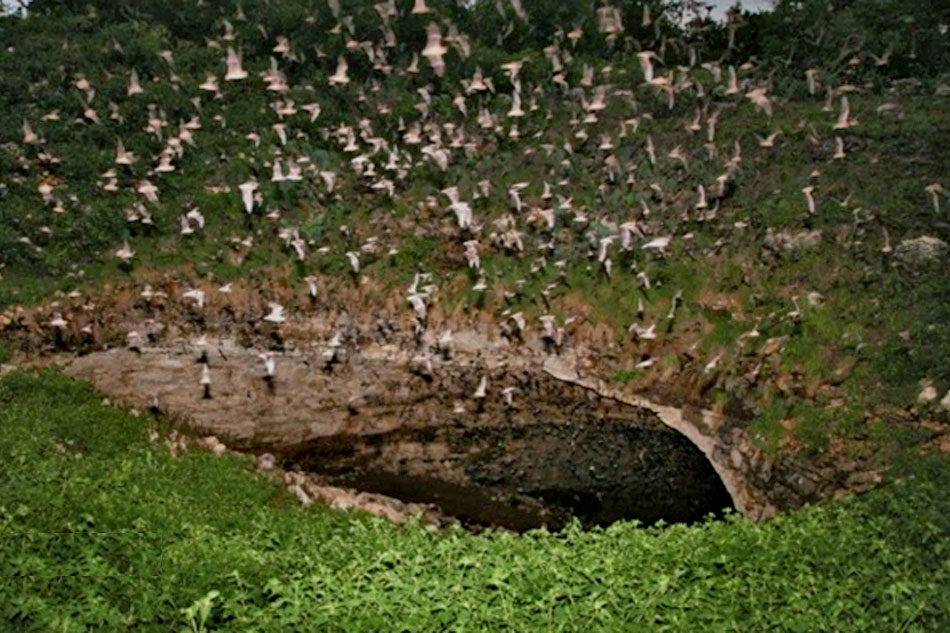 bats leaving a cave