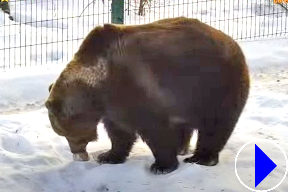 a rescued bear in russia