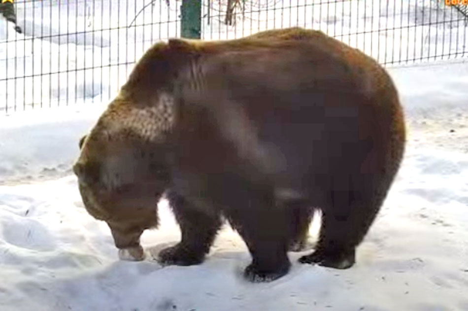 rescued bear in russia