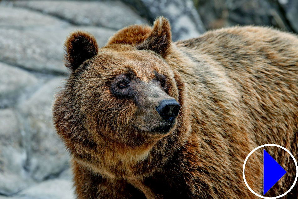 large brown bear