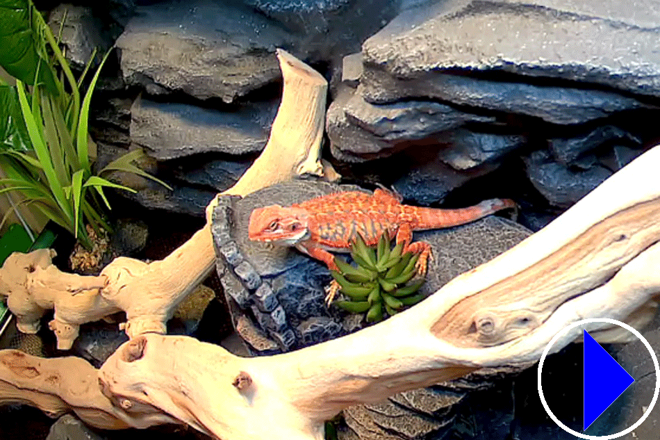 bearded dragon