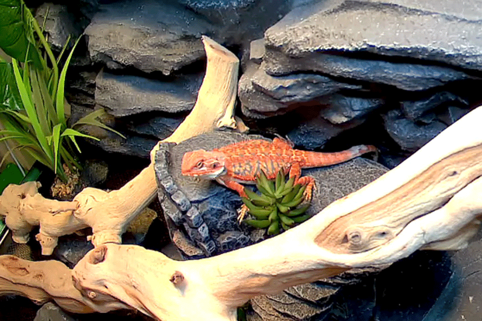 bearded dragon