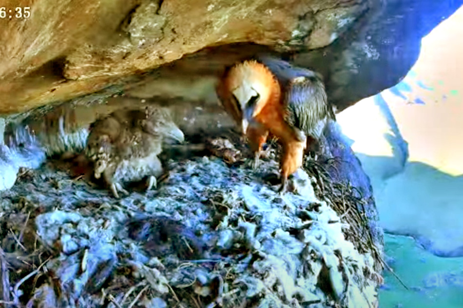 bearded vulture on its nest with a chick