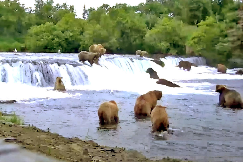 bears at brooks falls