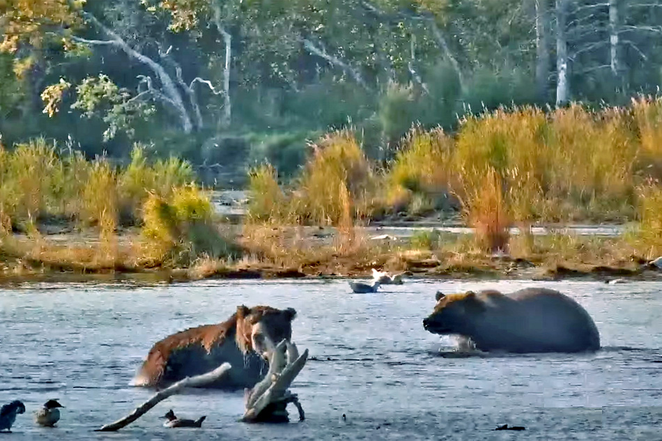bears in the river at katmai national park