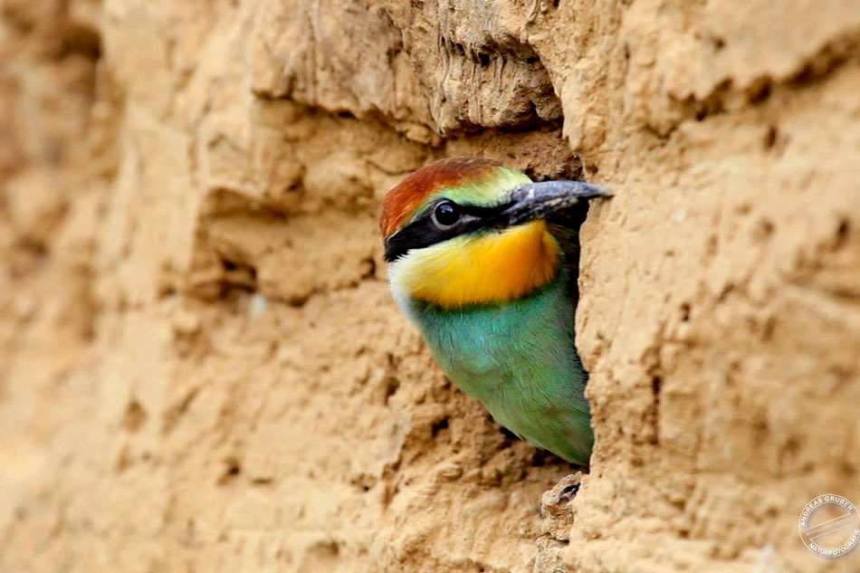 bee eater in a nest hole