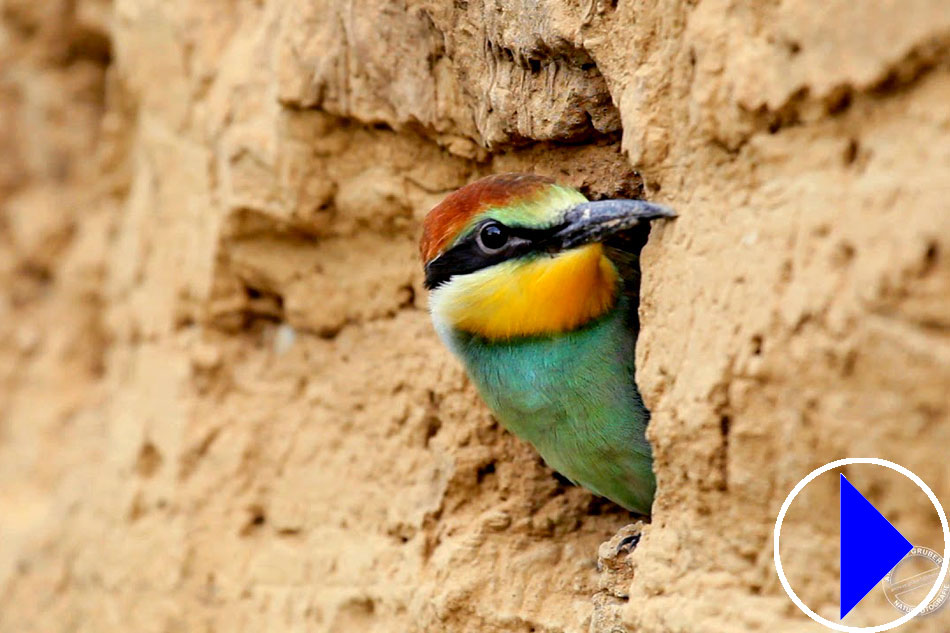 bee eater in nesting hole