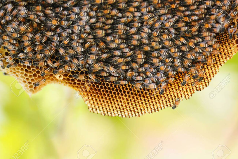 bees on a comb