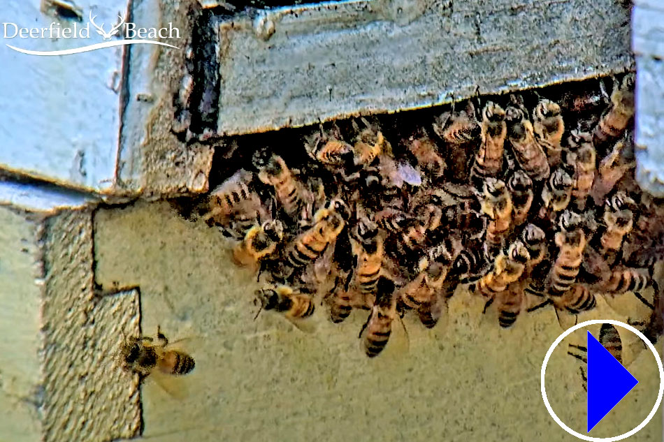 bees at deerfield beach apiary