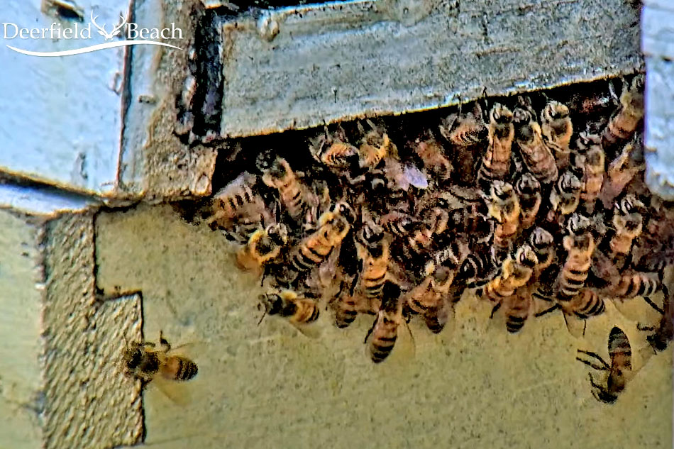 bees at an apiary in florida