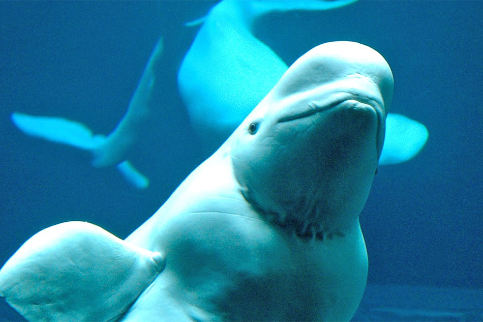 Beluga Whale