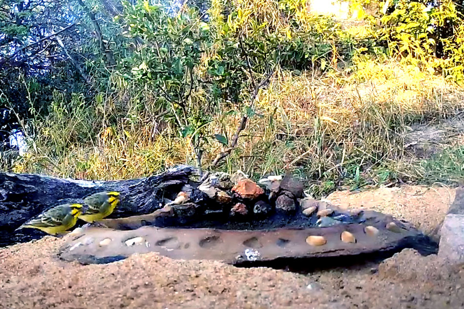 small birds in south africa