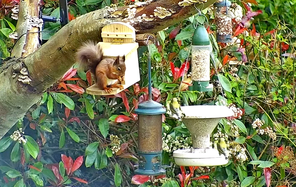 bird and red squirrel feeder on the isle of wight