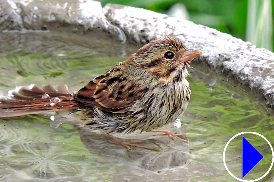 sparrow in a birdbath