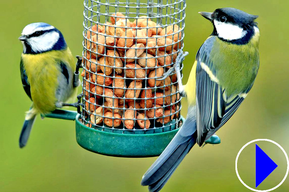 bird feeder with peanuts