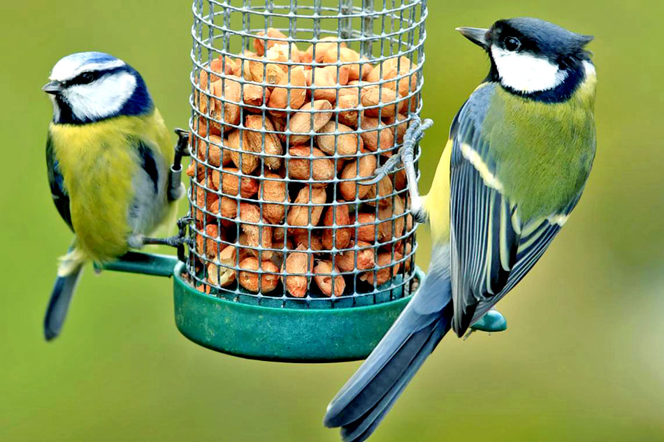 garden birds at a feeder