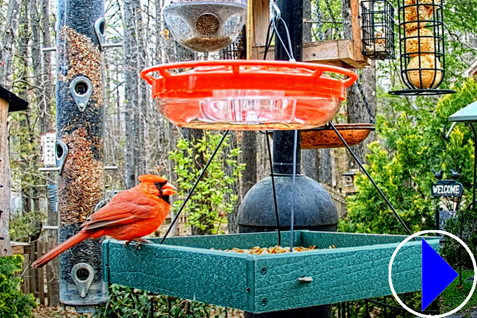 bird feeder in alabama