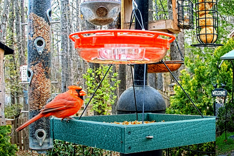 bird feeder in alabama