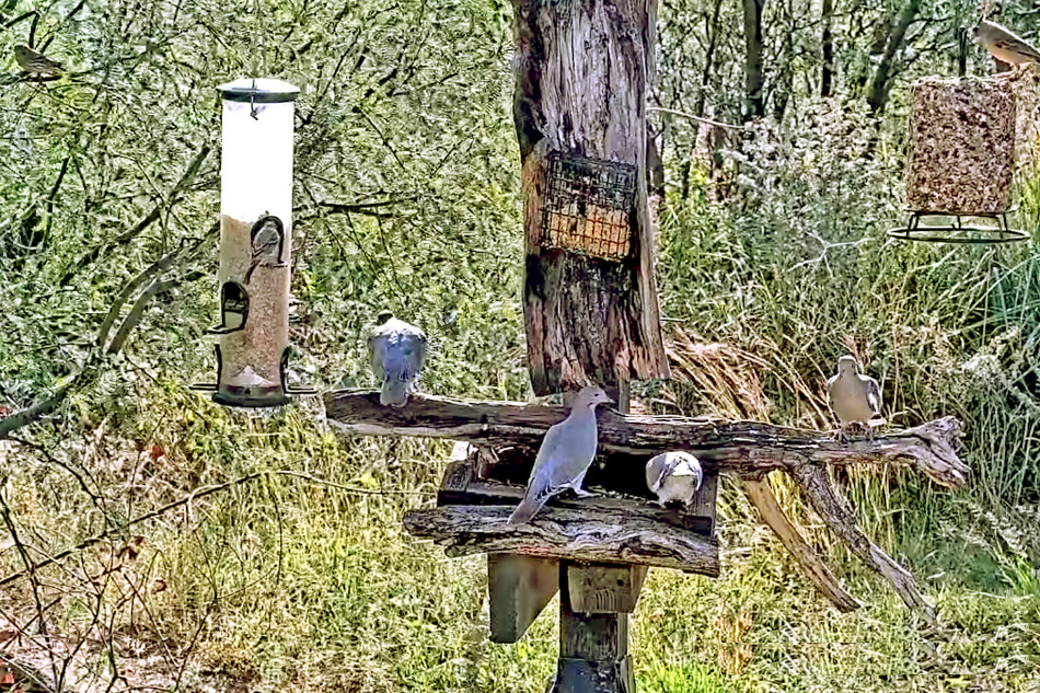 bird feeder in arizona