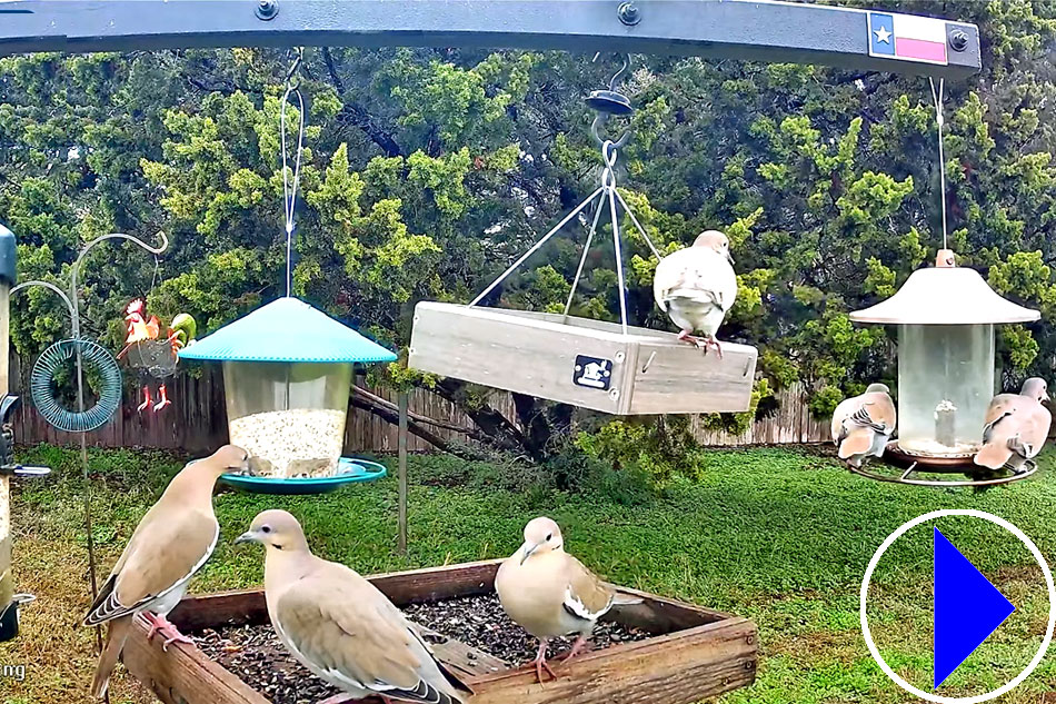 bird feeder in austin