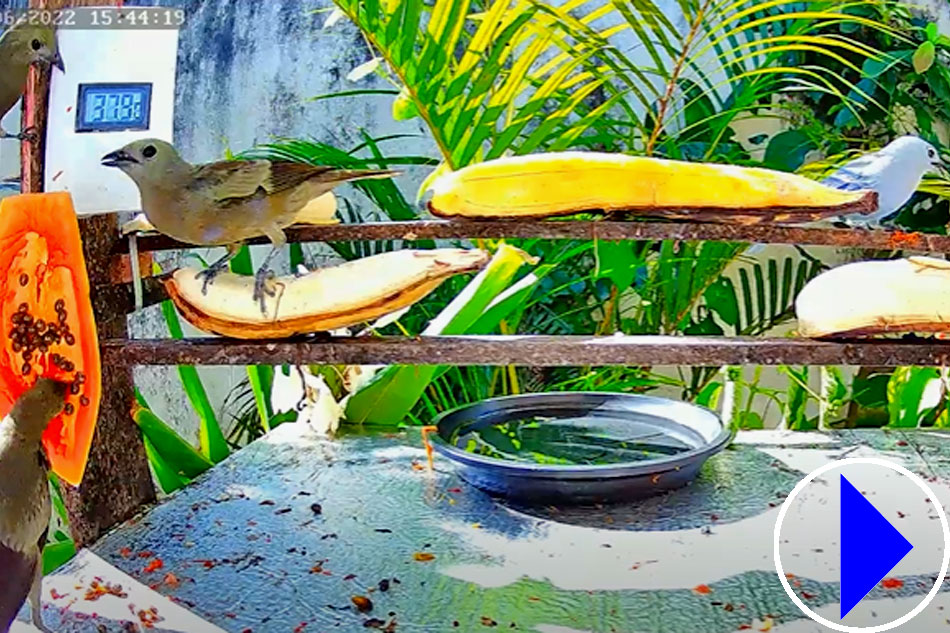 bird feeder in brazil