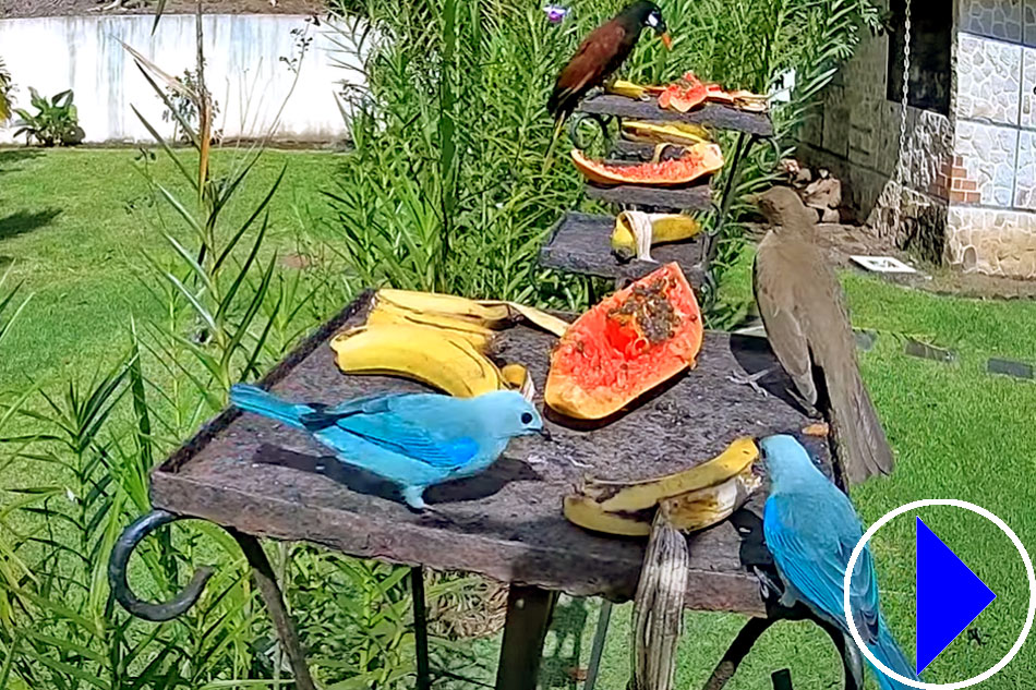 bird feeder in costa rica