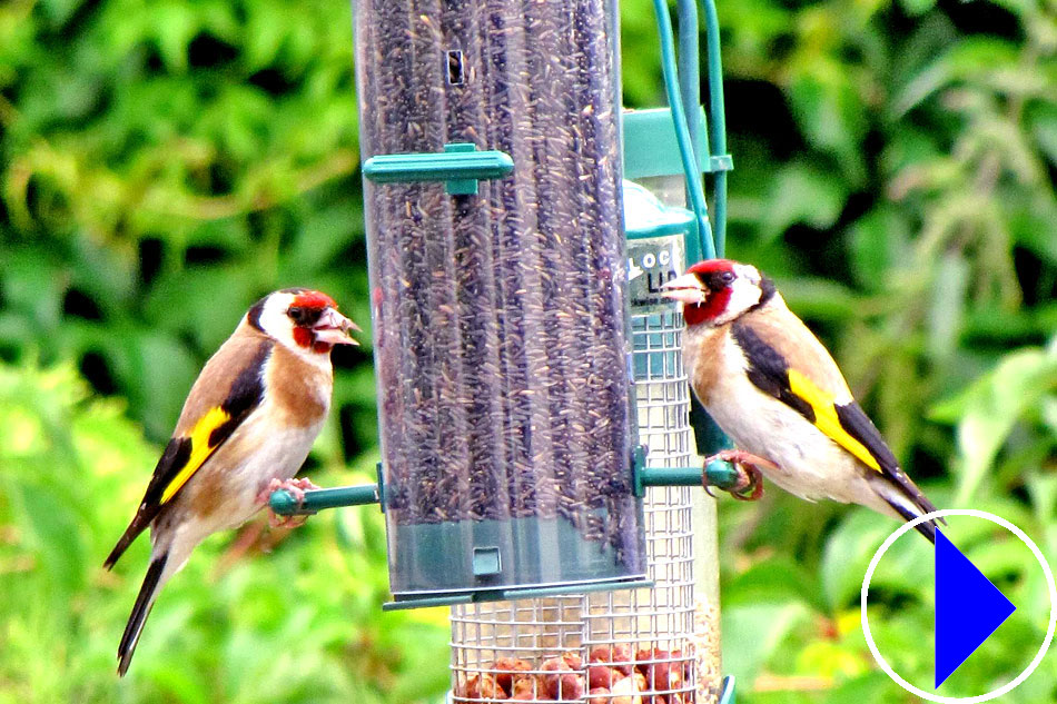 bird feeder in dorset