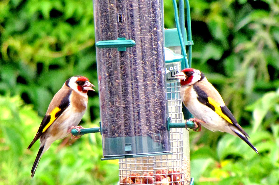 goldfinches at a feeder