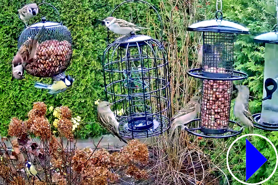 bird feeder in estonia