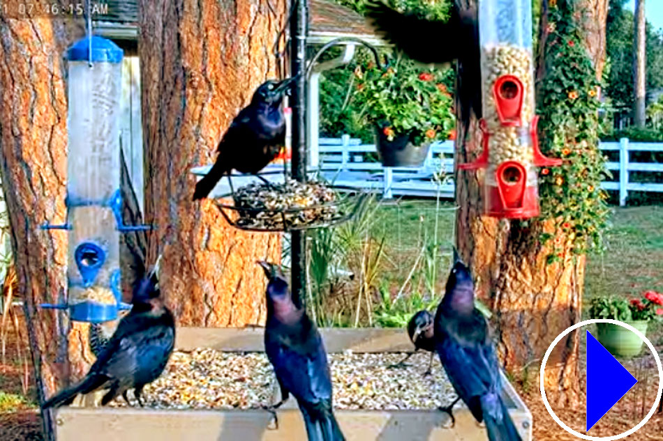 grackles at a bird feeder