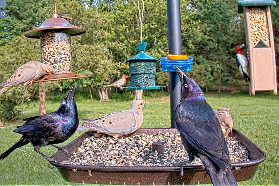 bird feeder in gettysburg