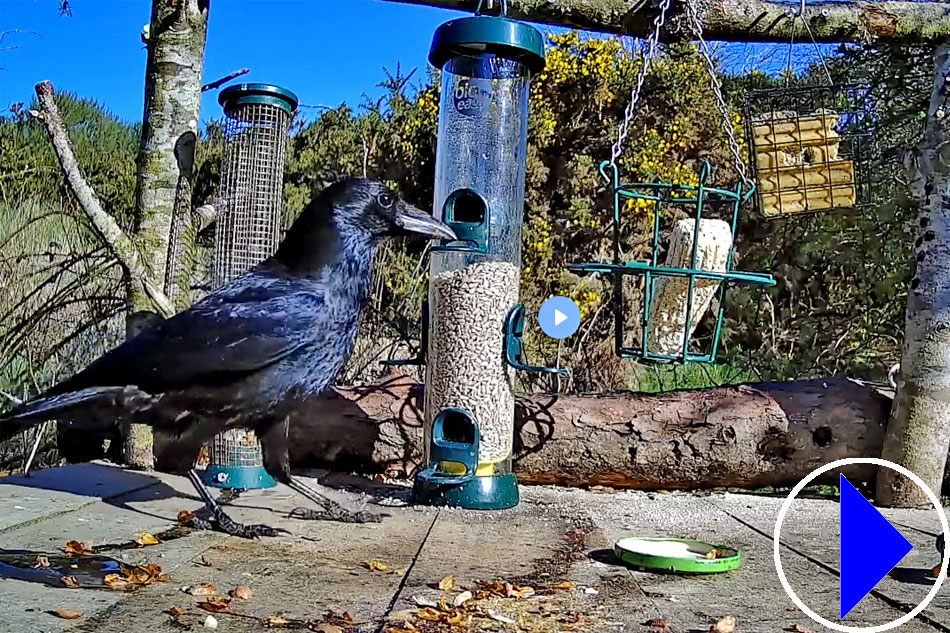 crow at a bird feeder in scotland
