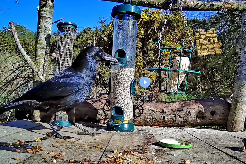 bird feeder in scotland